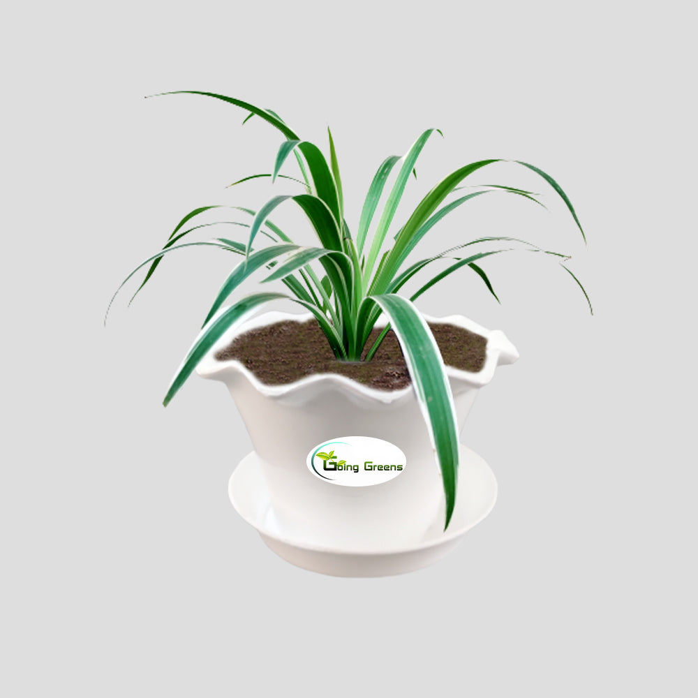 Spider Plant, Chlorophytum comosum