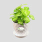 Syngonium Green Plant
