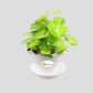Syngonium Green Plant