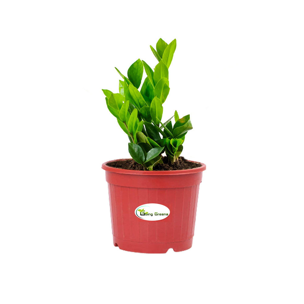 ZZ Plant (Zamioculcas Zamiifolia)