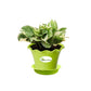 Money Plant White