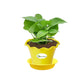 Money Plant Green, Pothos
