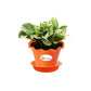 Money Plant White