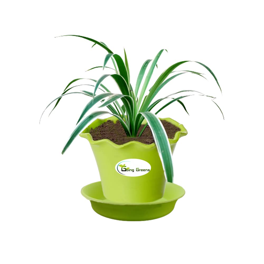 Spider Plant, Chlorophytum comosum