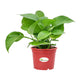 Money Plant Green, Pothos