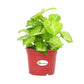 Syngonium Green Plant