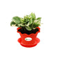 Money Plant White