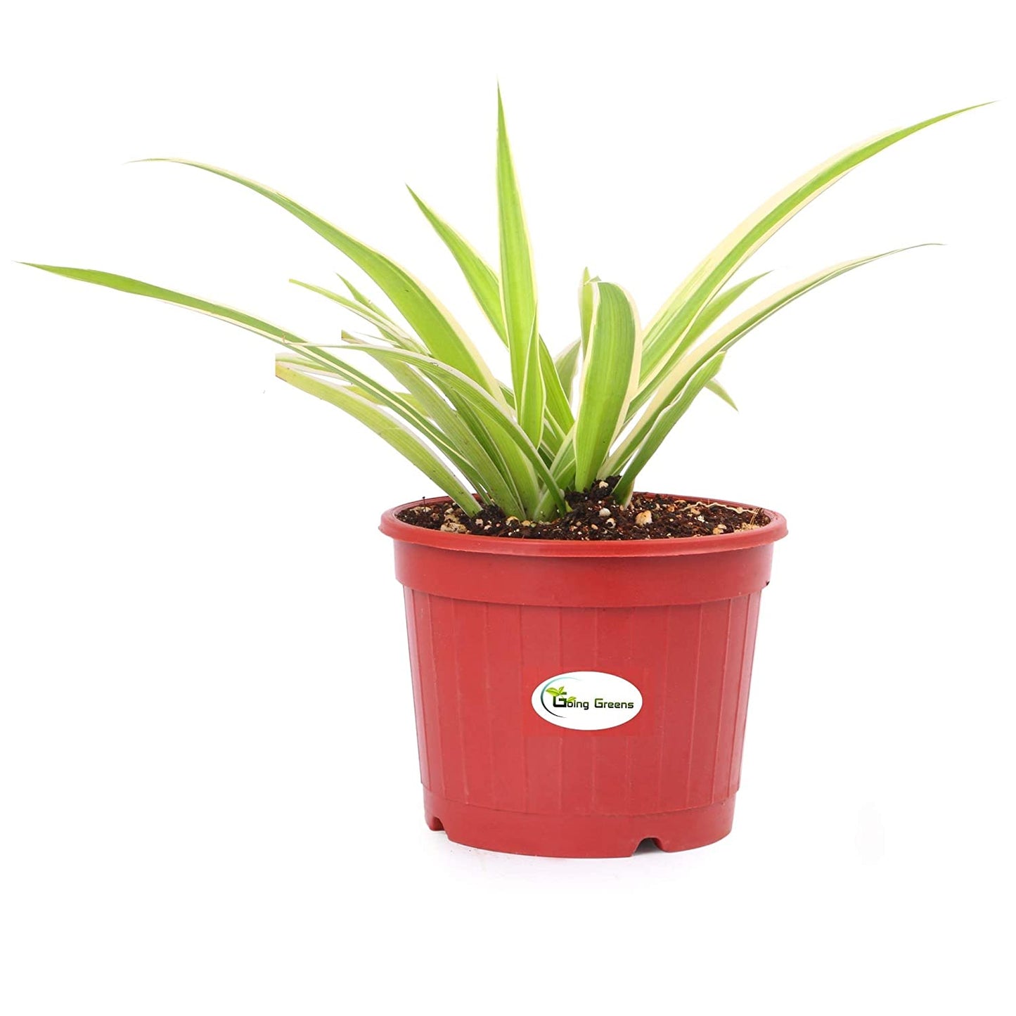 Spider Plant, Chlorophytum comosum