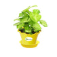 Syngonium Green Plant